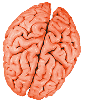 brain, baby